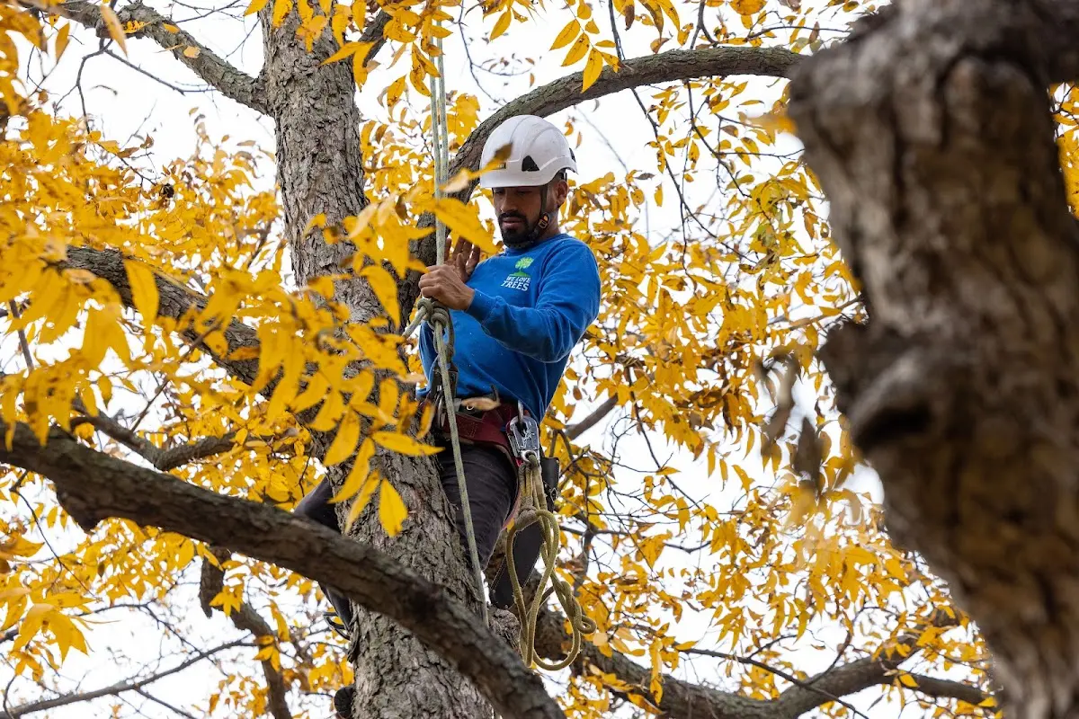 Skilled Storm Damage Cleanup crew working in Hampden